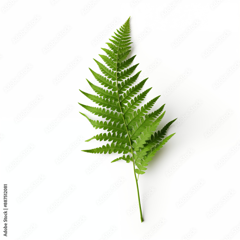 Green Fern Leaf Isolated On A White Background Green Fern Leaf Isolated On A White Background