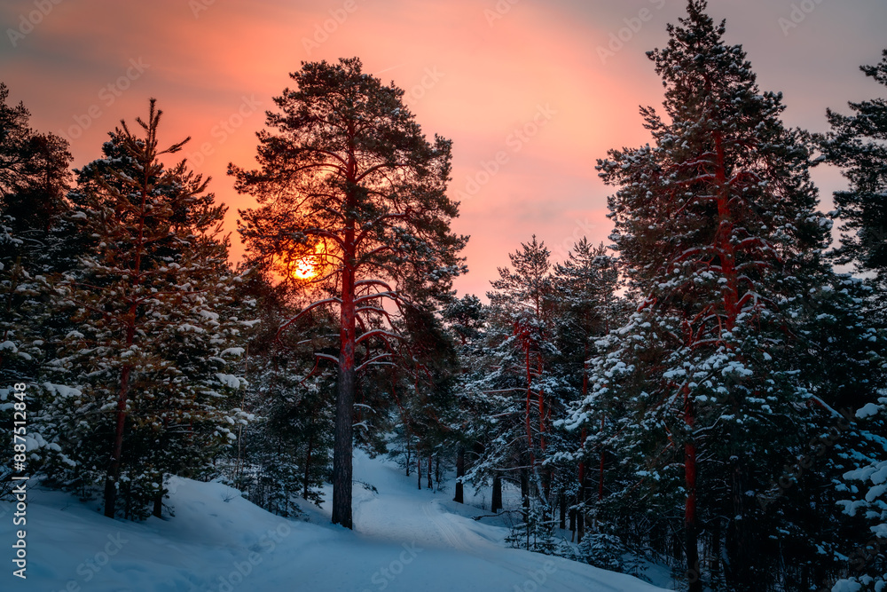 Sunny morning in a winter snowy forest. Frosty morning. Frost falls from the trees. The ski track is covered with snow. Sunny morning in a winter snowy forest. Frosty morning. Frost falls from the trees. The ski track is covered with snow.