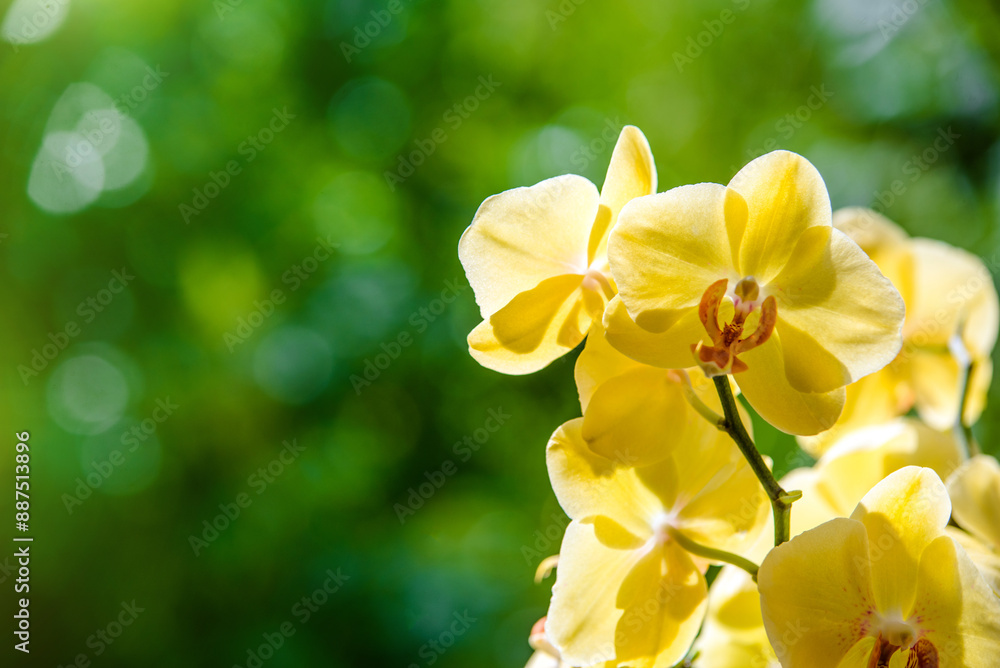 yellow Orchid branch on green natural background
yellow Orchid branch on green natural background