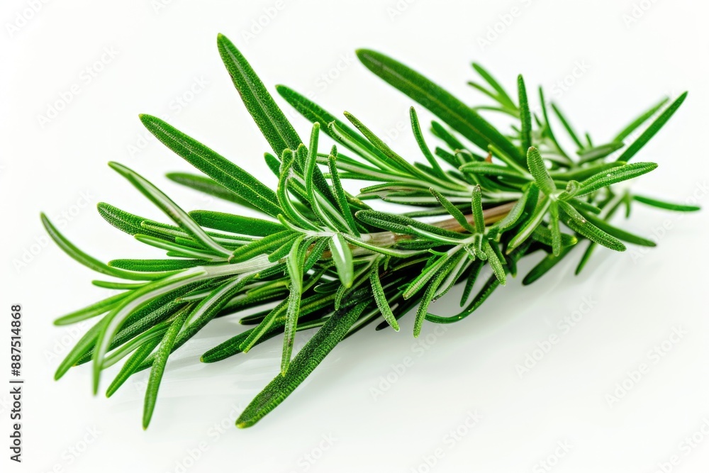 A small bunch of fresh rosemary leaves arranged on a white surface A small bunch of fresh rosemary leaves arranged on a white surface