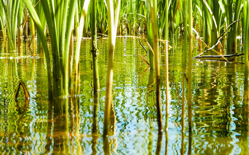 Close up of typha plant in lake water. photo