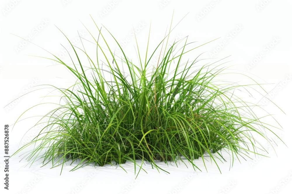 A close-up shot of lush green grass sitting on top of a white surface, great for decorative or design use A close-up shot of lush green grass sitting on top of a white surface, great for decorative or design use