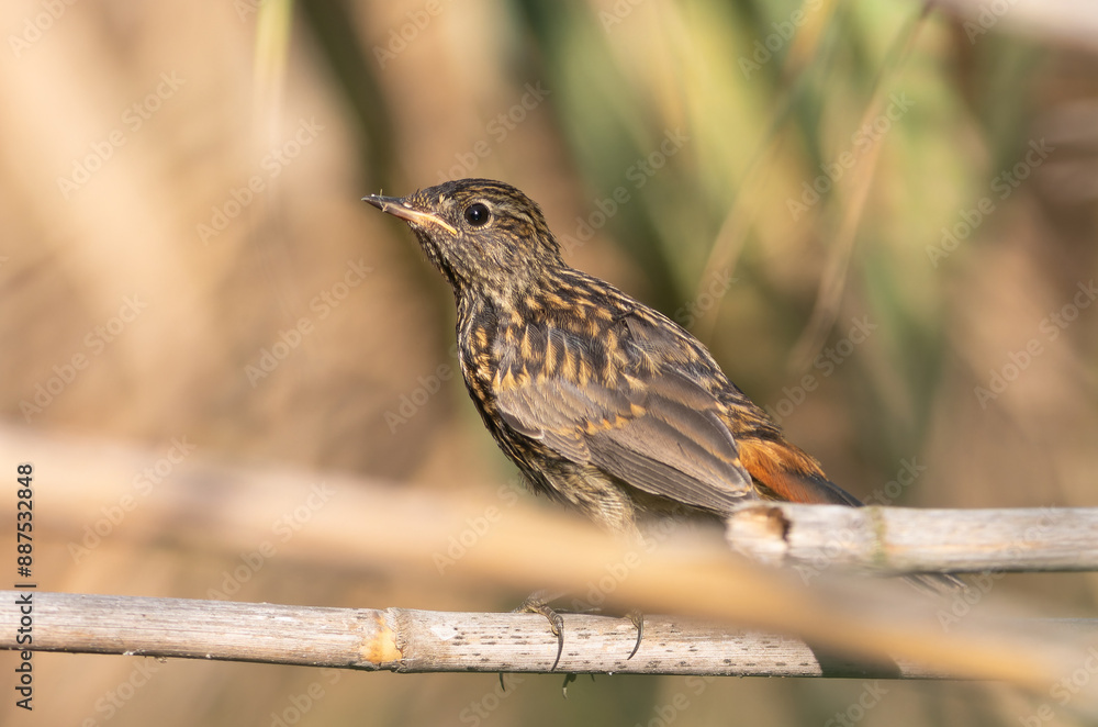 Bluethroat, Luscinia svecica. A young bird sits on a reed near the river Bluethroat, Luscinia svecica. A young bird sits on a reed near the river