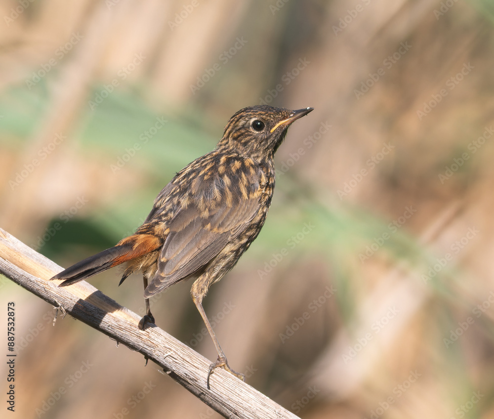 Fototapeta premium Bluethroat, Luscinia svecica. A young bird sits on a reed near the river