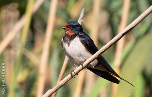 Barn swallow, Hirundo rustica. Early in the morning, a bird sat down to rest on a reed