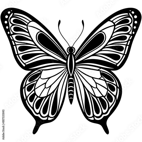 Butterfly vector illustration