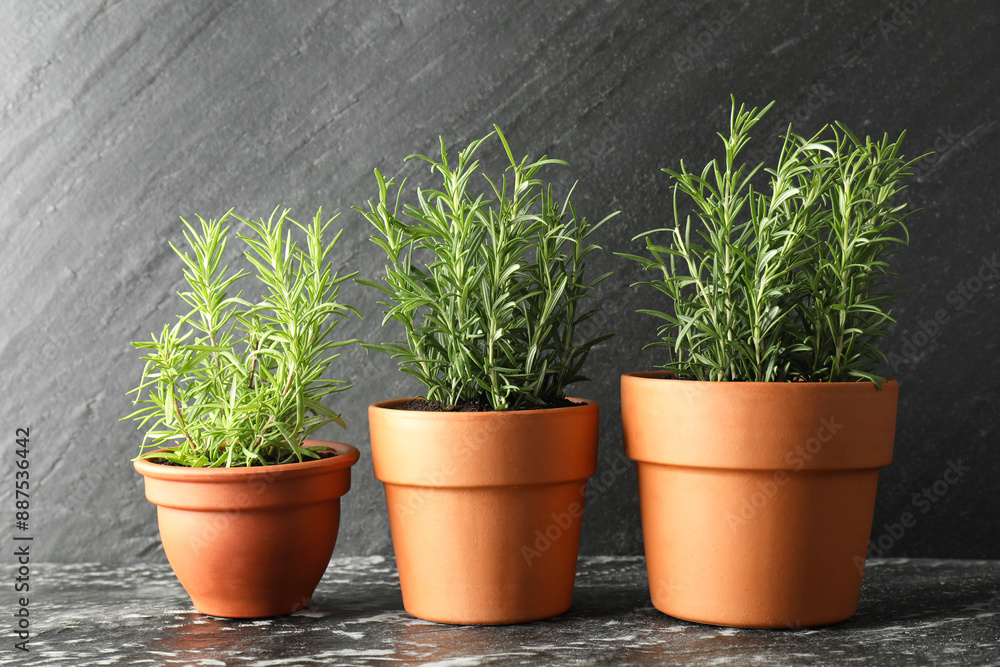 Fototapeta premium Rosemary plants growing in pots on dark textured table. Aromatic herb