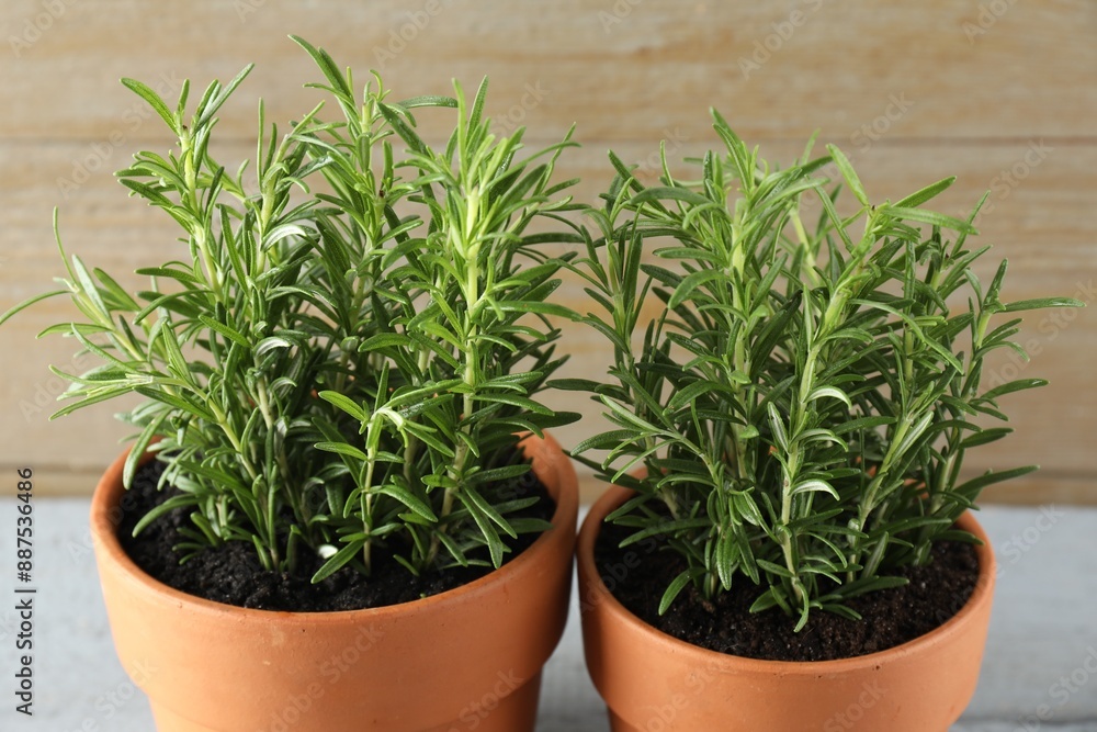 Rosemary plants growing in pots on grey table, closeup. Aromatic herb Rosemary plants growing in pots on grey table, closeup. Aromatic herb