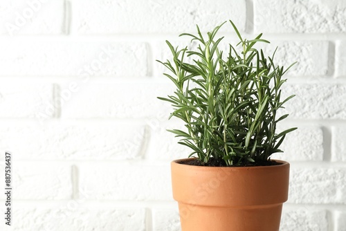 Rosemary plant growing in pot against white brick wall, space for text. Aromatic herb