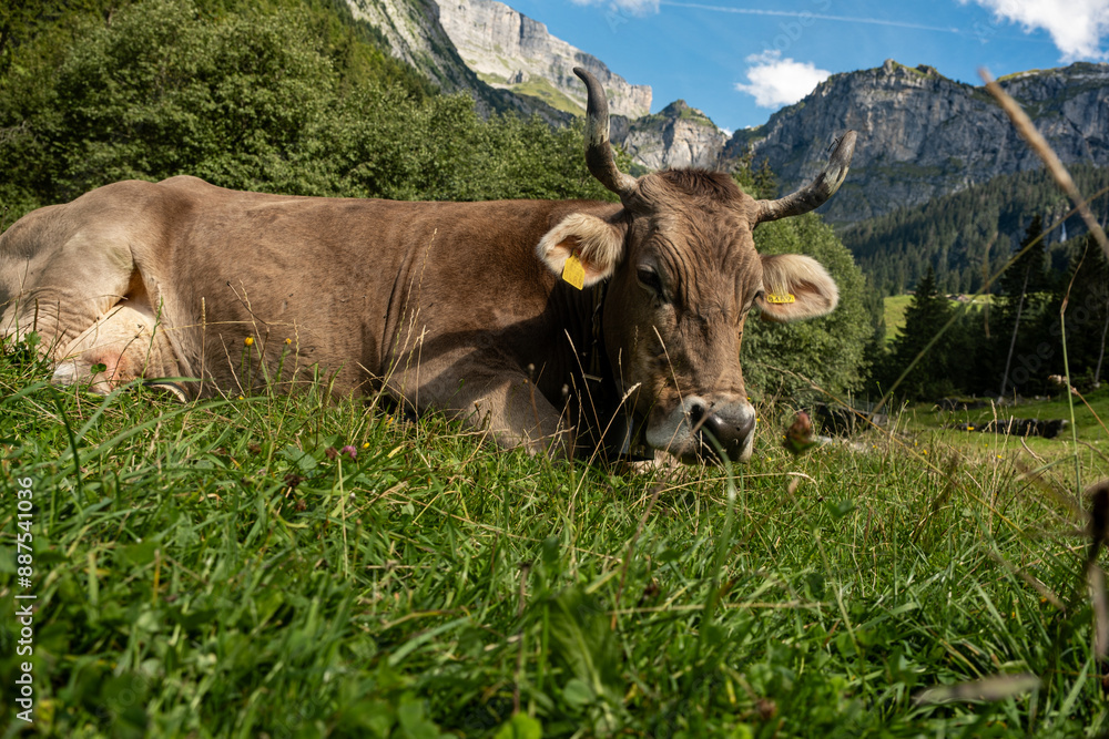 Swiss cow on summer pasture. Cow grazing in Alps. Cow in a field. Dairy cows at Swiss pasture. Mature Cow in a Green Field. Swiss cow on summer pasture. Cow grazing in Alps. Cow in a field. Dairy cows at Swiss pasture. Mature Cow in a Green Field.