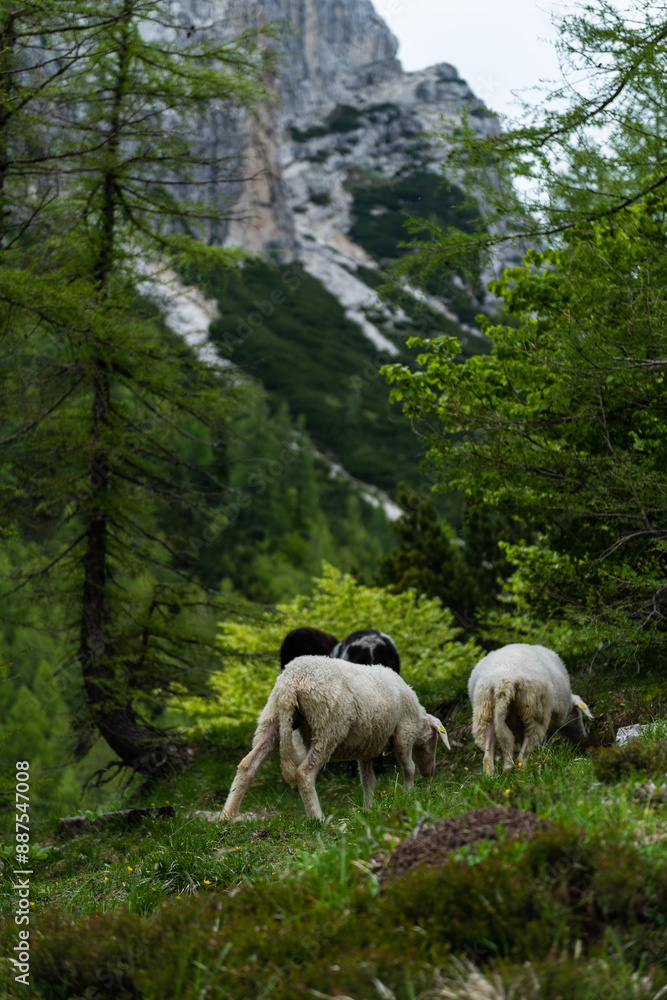 Fototapeta premium Sheep Roaming Freely in High Alpine Mountains During Summer