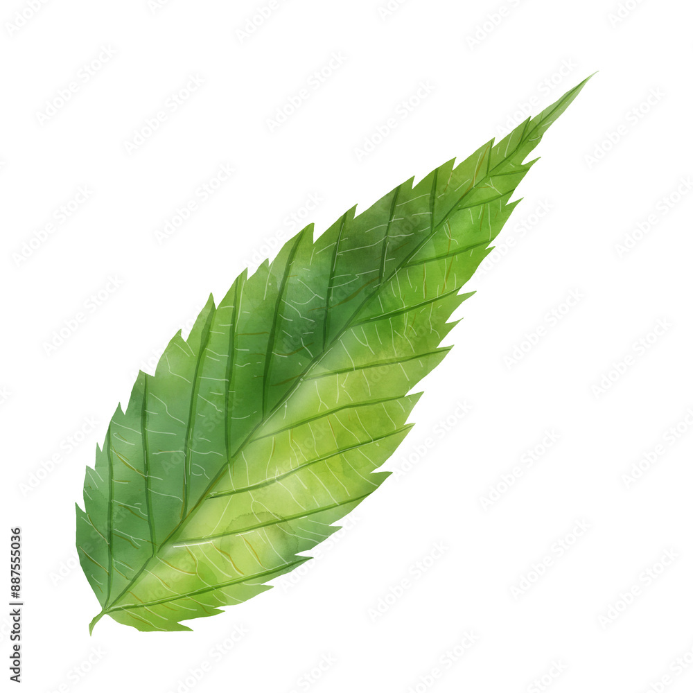 Obraz premium leaf