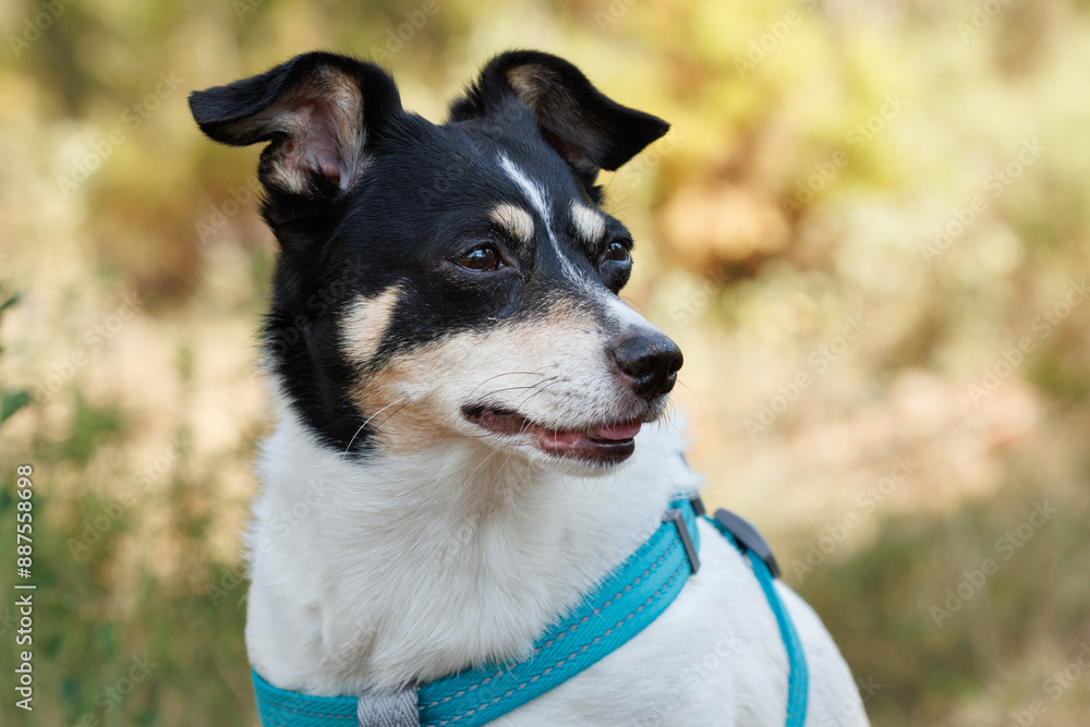 Retrato de perro hembra ratonero Bodeguero con mirada perdida, Alcoy, España Retrato de perro hembra ratonero Bodeguero con mirada perdida, Alcoy, España