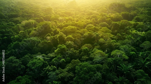 Aerial View of Lush Rainforest - An aerial view of a lush rainforest, showcasing the vibrant green canopy and dense vegetation. The sunlight filters through the trees, creating a picturesque and seren photo