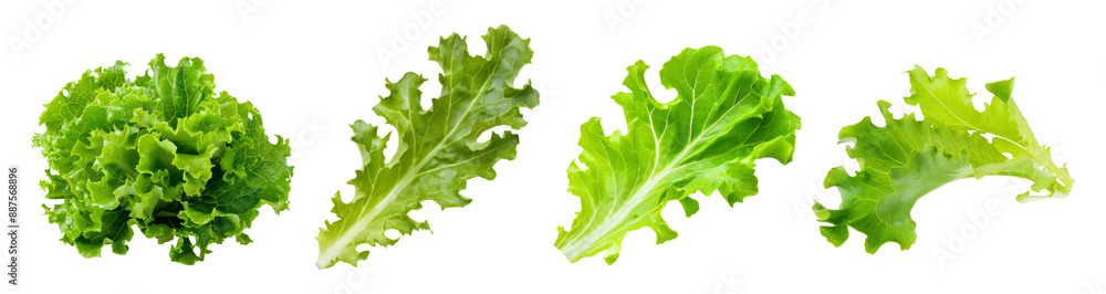 Set of Green Lettuce with leaves isolated on background, Flat lay view of Fresh salad vegetables, healthy with organic food. Set of Green Lettuce with leaves isolated on background, Flat lay view of Fresh salad vegetables, healthy with organic food.
