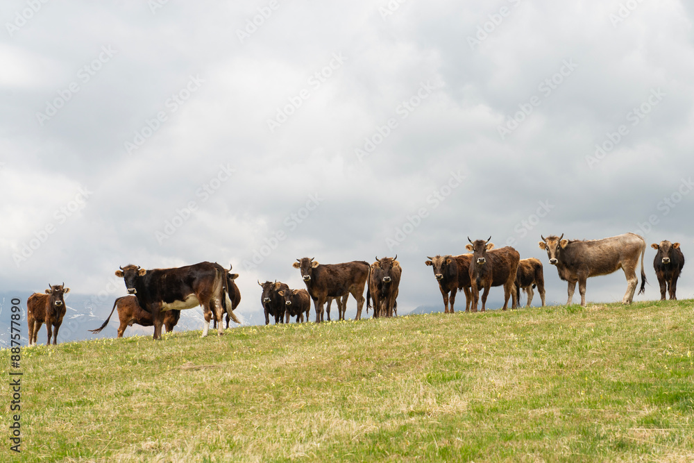 Cattle on a mountain pasture. Sunny summer view of the Caucasus Mountains, Upper Balkaria village, Russia.High quality photo Cattle on a mountain pasture. Sunny summer view of the Caucasus Mountains, Upper Balkaria village, Russia.High quality photo