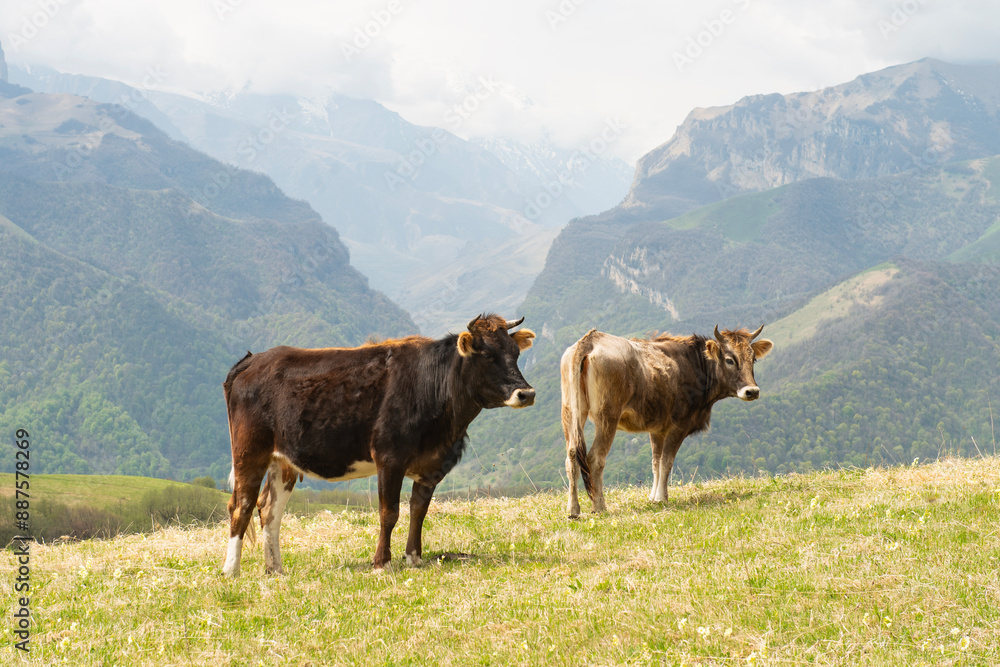 Two brown cows on a mountain pasture in the sunny summer view of the Caucasus Mountains in Upper Balkaria, Russia..High quality photo Two brown cows on a mountain pasture in the sunny summer view of the Caucasus Mountains in Upper Balkaria, Russia..High quality photo