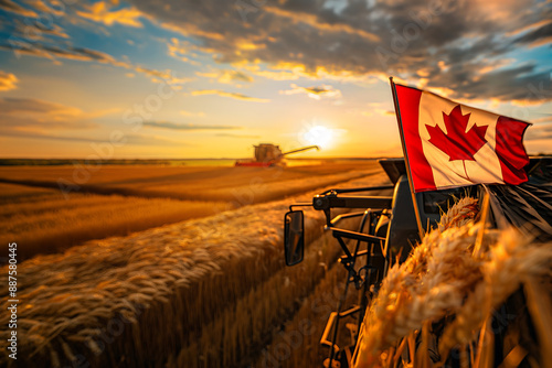 the combine harvester harvests wheat in the field with flag of Canada