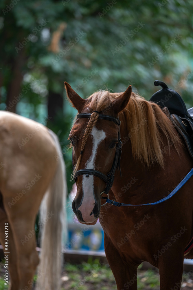 Fototapeta premium horse and rider