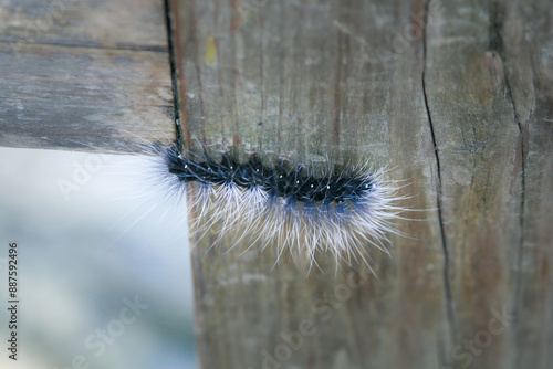 The larva of the tiger moth (Macrobrochis gigas) caterpillar with black body and gray-white long hairs on a leaf, Wulai, Taiwan. photo