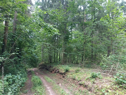 Kurtuvenai regional park during cloudy day. Pine tree forest. Footpath in woodland. Moss growing on soil. Some small grass and tress growing in woods. Summer season. Kurtuvenu regioninis parkas. photo