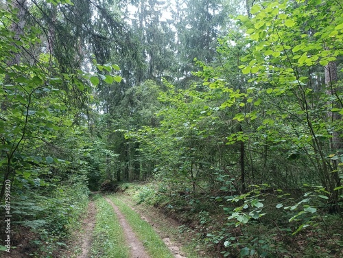 Kurtuvenai regional park during cloudy day. Pine tree forest. Footpath in woodland. Moss growing on soil. Some small grass and tress growing in woods. Summer season. Kurtuvenu regioninis parkas. photo