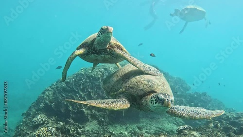 One Green sea turtles hitches a ride on another turtle at a cleaning station on a large coral head in the warm tropical waters of Hawaii, USA