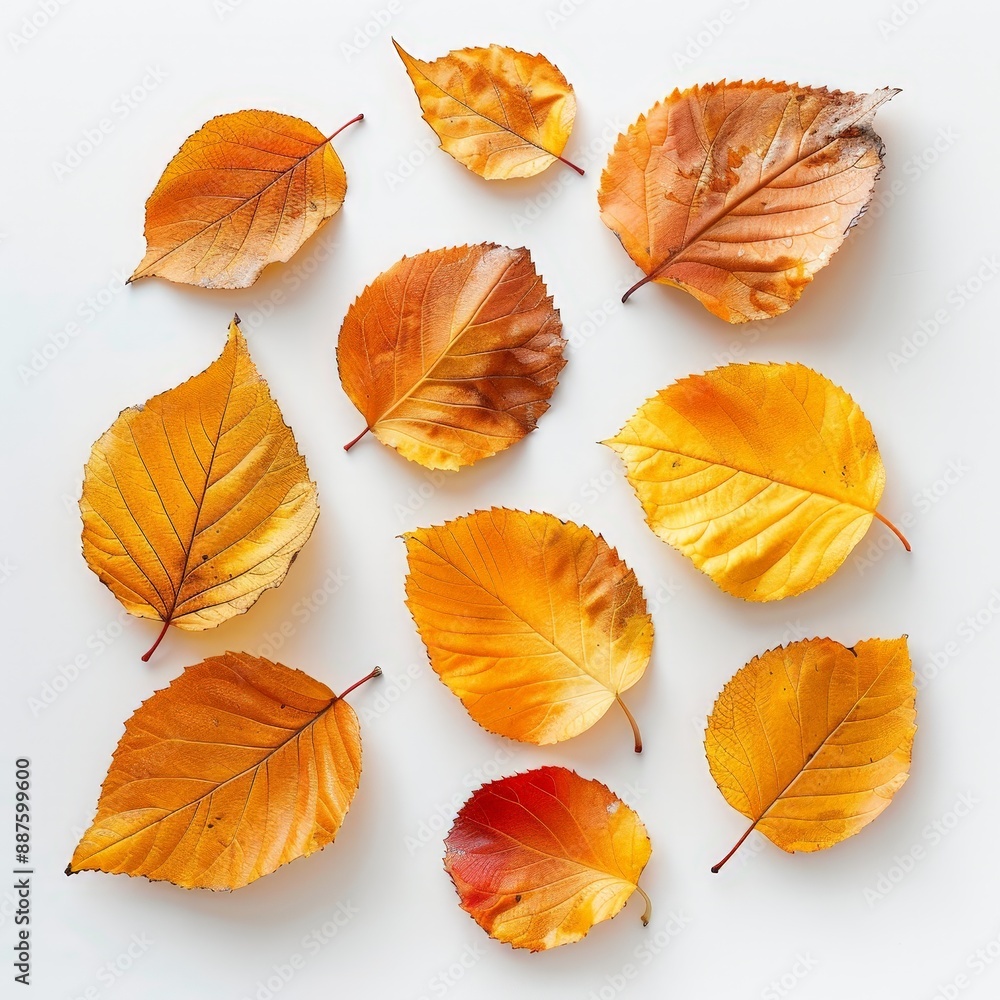 Obraz premium Autumn Vibes - Dry Yellow and Orange Leaves on White Background, Top View