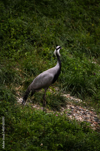 grey heron ardea cinerea