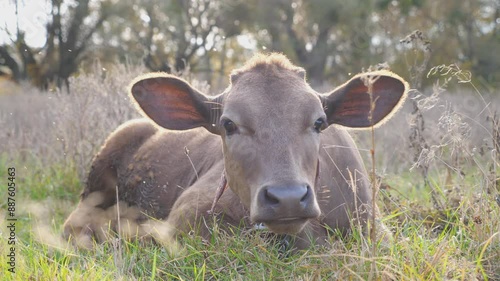 Wallpaper Mural Funny curious cow lying at lawn and looking into camera stirring ears. Cute friendly animal grazing in meadow at sunny day. Cattle on pasture. Scenic nature background. Farming concept. Slow motion Torontodigital.ca