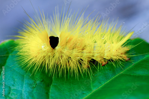 A Calliteara grotei horishanella caterpillar with a yellow head and dense yellow hairs on a twig. Black spot on its back,  Wulai, Taiwan. photo