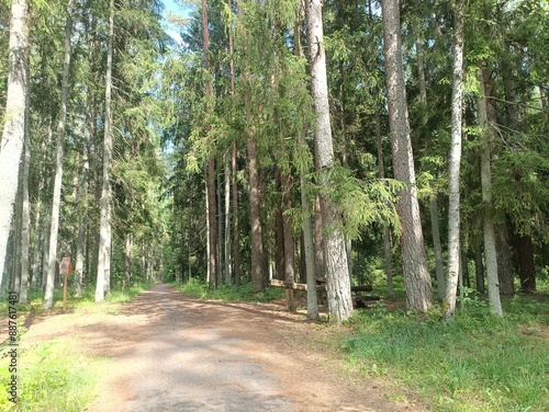 Kurtuvenai regional park during cloudy day. Pine tree forest. Footpath in woodland. Moss growing on soil. Some small grass and tress growing in woods. Summer season. Kurtuvenu regioninis parkas. photo