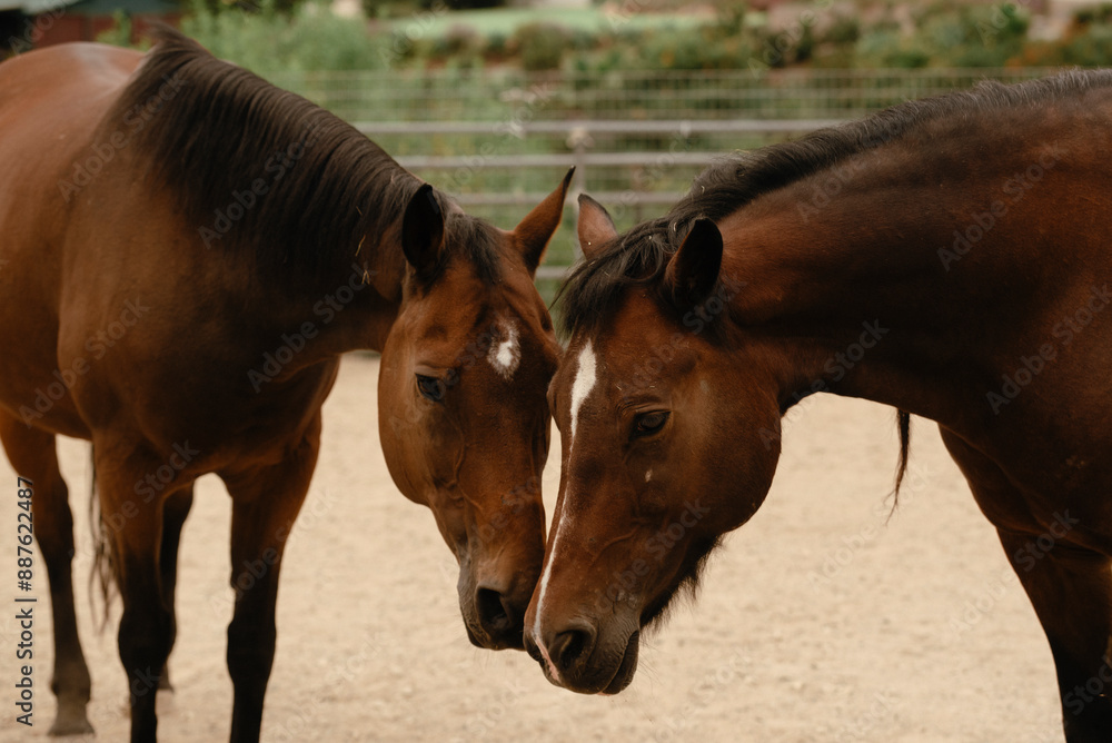 Two brown horses nuzzling in a sandy enclosure.