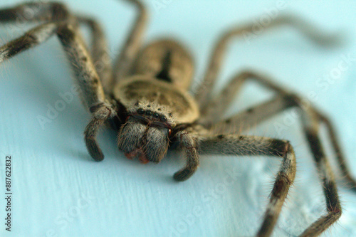Closeup of a huntsman spider against a blue background