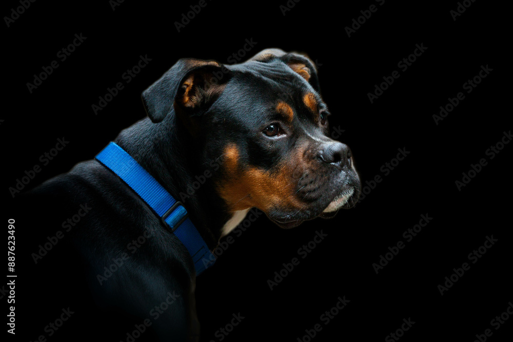 Obraz premium Portrait of a Boxer Mixed Breed Dog on Black Background