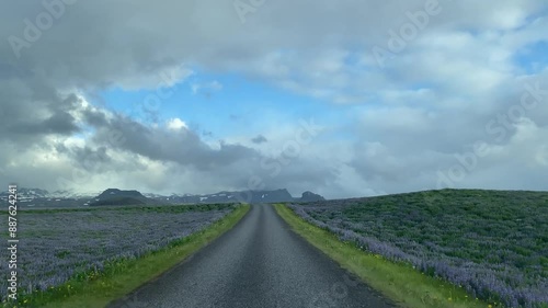 view of the lupine road in Iceland through the car window photo