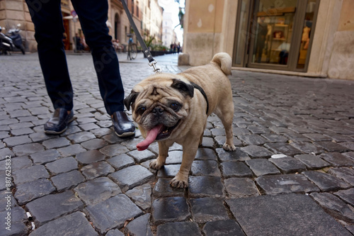 Photography A pug on a walk in Rome