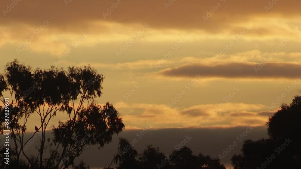 Australian Sunset Golden Hour Bird Perched On Big Gum Tree Clouds In The Sky Australia Maffra Gippsland Victoria Australian Sunset Golden Hour Bird Perched On Big Gum Tree Clouds In The Sky Australia Maffra Gippsland Victoria