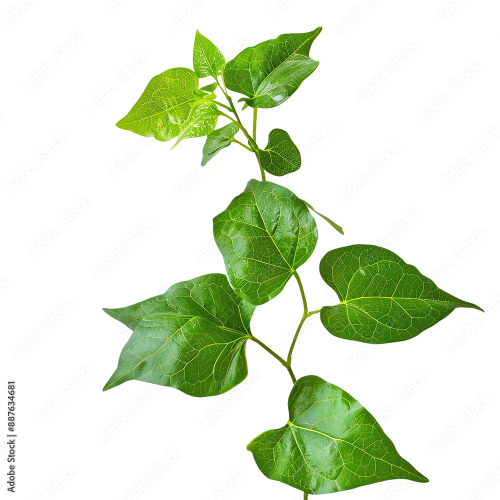 Naklejka premium A close-up image of a green ivy plant with lush leaves, isolated on a white background. Ideal for nature, gardening, and botanical themes.