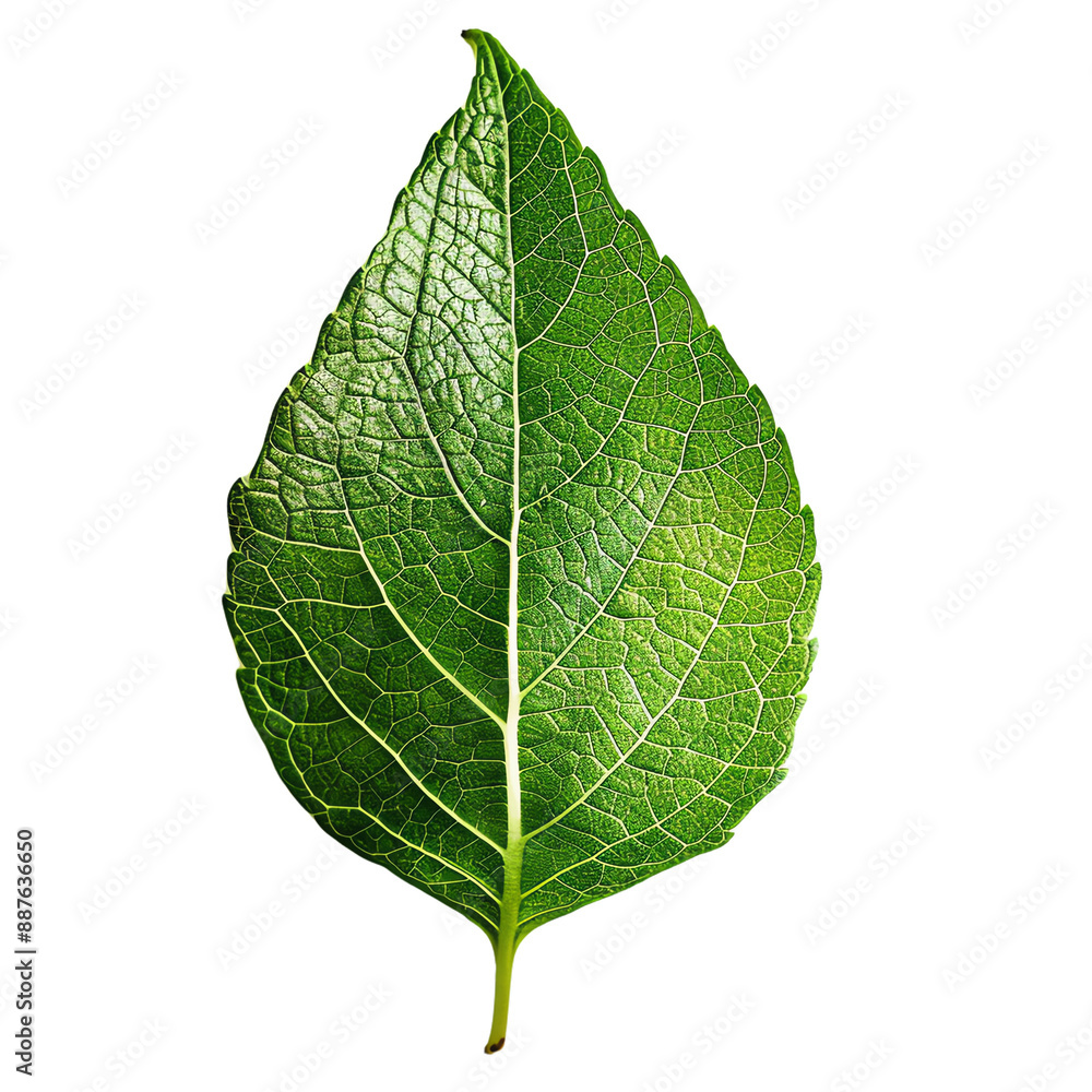 Fototapeta premium Close-up of a single green leaf with detailed texture, perfect for nature and botanical themes in photography and design.