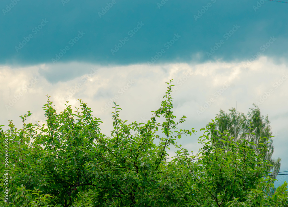 Fototapeta premium beautiful trees against the sky