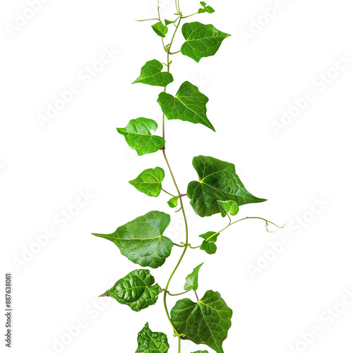 Close-up of green vine with heart-shaped leaves, showcasing nature's beauty and intricate details of plant growth.