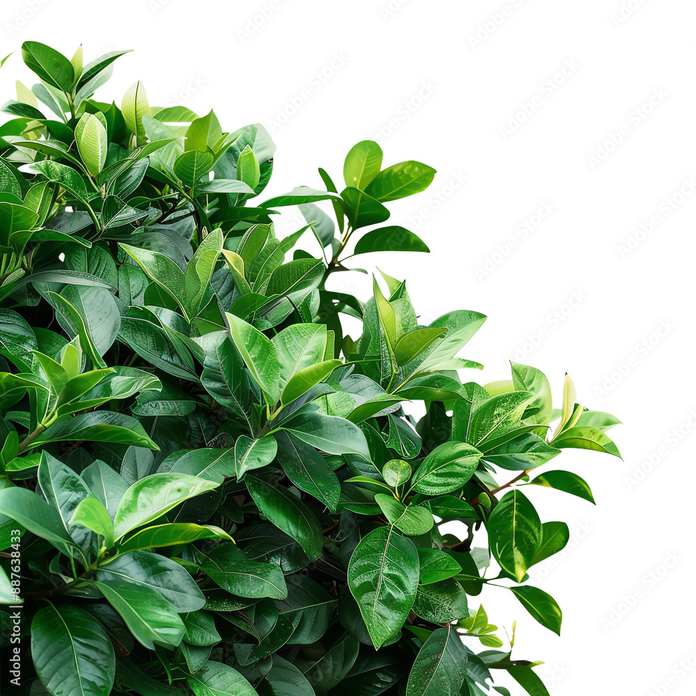 Close-up of lush green foliage of a vibrant plant, showcasing the beauty of nature with vivid, healthy leaves. Close-up of lush green foliage of a vibrant plant, showcasing the beauty of nature with vivid, healthy leaves.