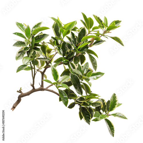 High-resolution image of green variegated plant branch with lush leaves isolated on white background, ideal for botanical and nature themes.