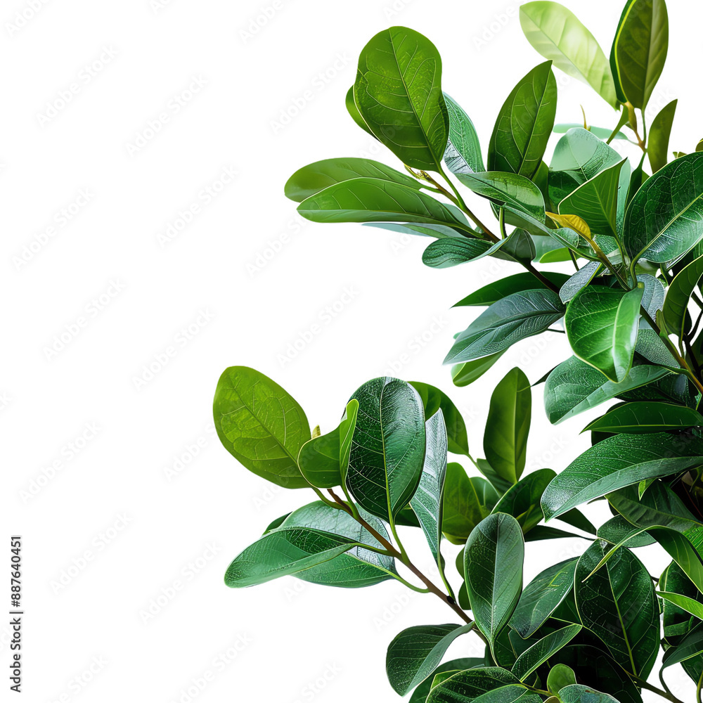 Lush green leaves of a tropical plant on white background, perfect for nature-themed design projects and botanical illustrations. Lush green leaves of a tropical plant on white background, perfect for nature-themed design projects and botanical illustrations.