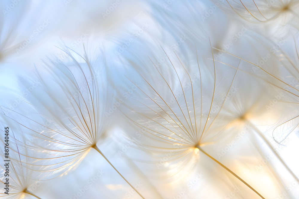 Obraz premium Close-up of dandelion clock with seeds floating in soft breeze. Nature background.