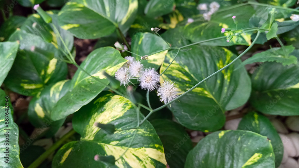 Ivory betel plant growing in the garden Ivory betel plant growing in the garden