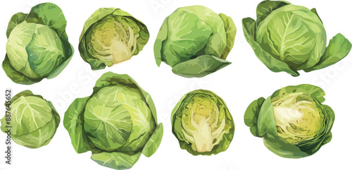 cabbage head watercolor clipart
