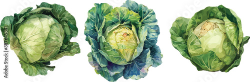 cabbage head watercolor clipart