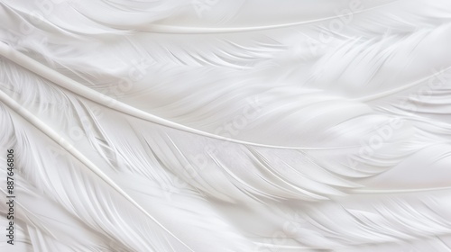 Wallpaper Mural Closeup of delicate white feathers on a serene background, representing peace and spirituality Torontodigital.ca
